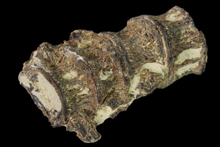 Fossil Fish (Ichthyodectes) Vertebrae - Kansas #160957